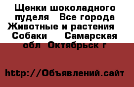 Щенки шоколадного пуделя - Все города Животные и растения » Собаки   . Самарская обл.,Октябрьск г.